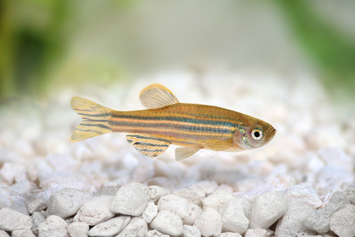 Zebrafish Reveal Drugs That May…