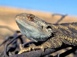 Global warming may cause sex changes in lizards