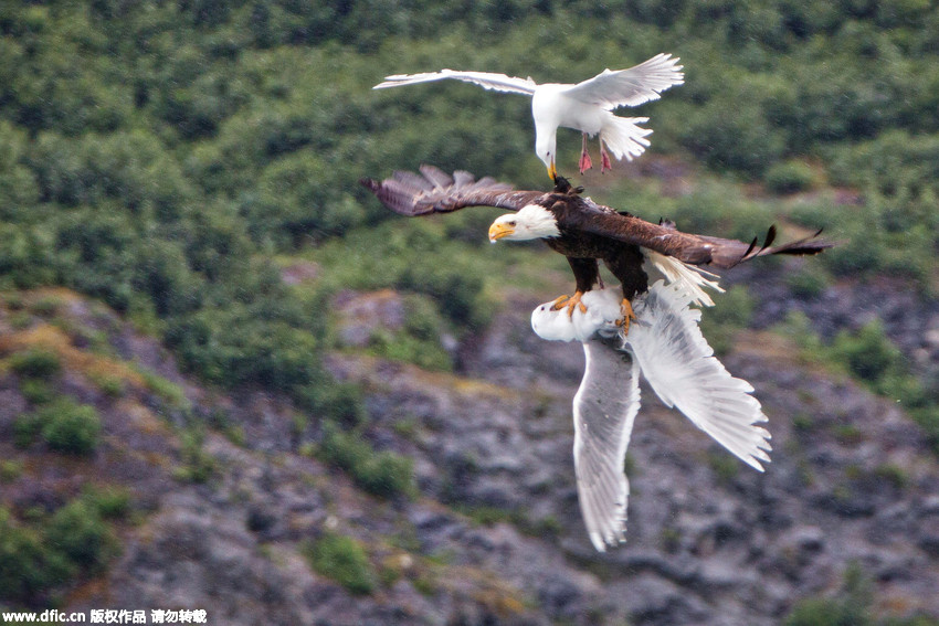 Seagull Takes On Eagle In Epic Battle To Save Friend