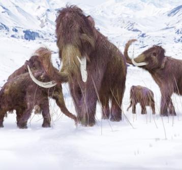 Scientists Resurrect Woolly Mammoth Gene In Human Gene