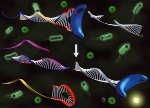 Affordable Genetic Diagnostic Technique for…