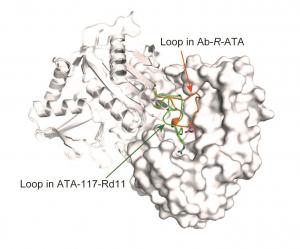How an important enzyme used…