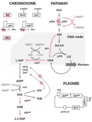 Engineered bacterium produces an important…
