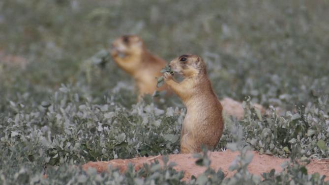 Plague, in 4th Fatal Case…