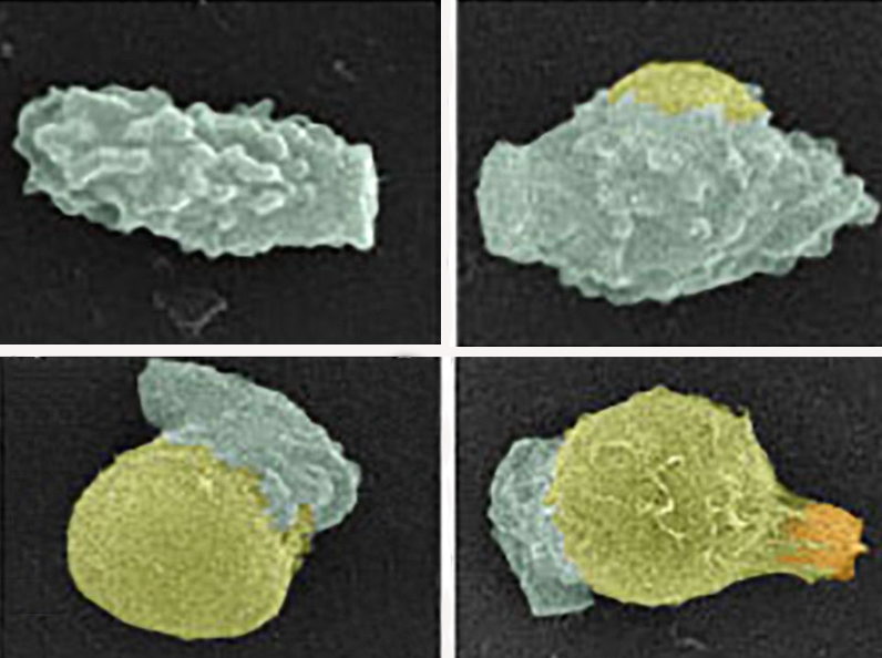 An ounce of preservation: Research&hellip;