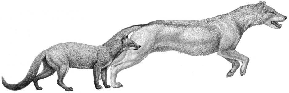 Fossil Study: Dogs Evolved with…