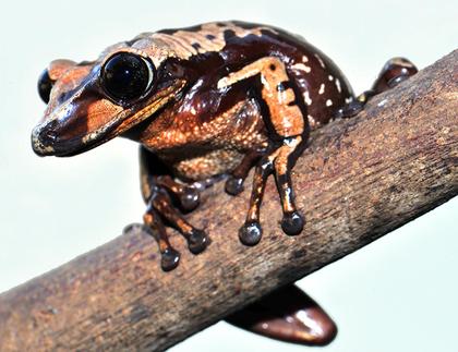 The Frogs You’ll Regret Picking…