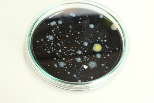 Yeast Engineered to Produce Opiates…