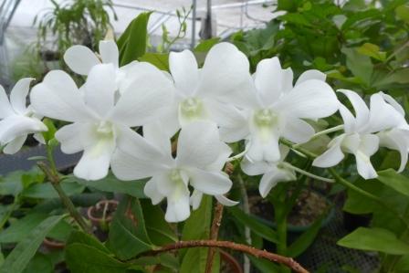 Family tree for orchids explains…