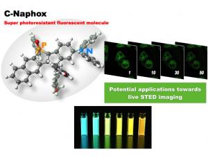 A fluorescent dye that survives in live cell STED imaging