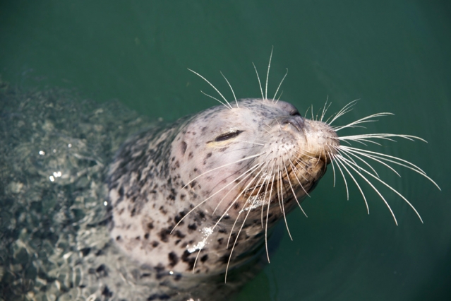 Study finds a whisker’s “slaloming” motion helps seals track and chase prey