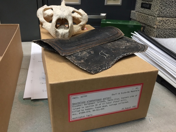 Galapagos tortoise species ID’d from specimen in UW museum