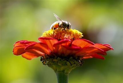 ZomBee Watch Helps Scientists Track Honeybee Killer