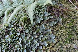 Ancestors of land plants were…