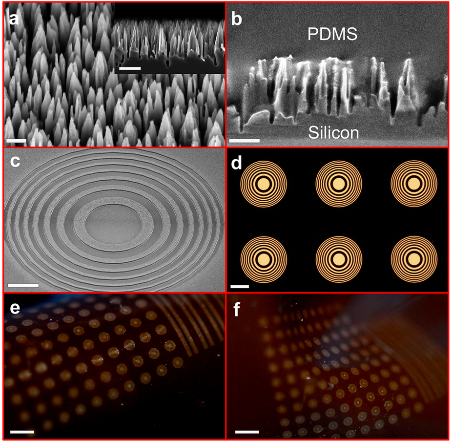 Minuscule, flexible compound lenses magnify large fields of view