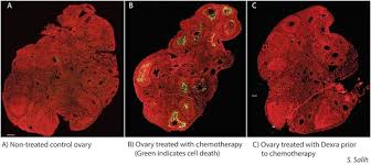 Drug protects fertility and many prolong life in chemo- threated mice