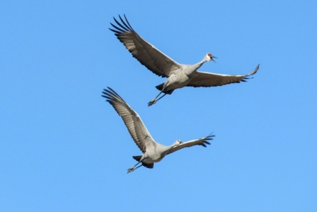 Veterinary medicine partnership with community saves baby crane