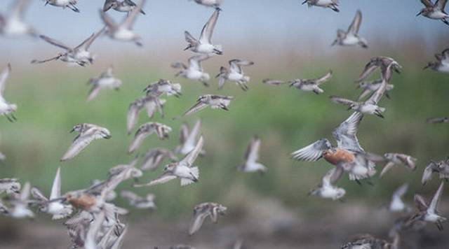 Bird habitat changing quickly as…