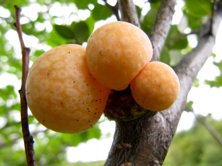 galls beech tree10 4536 1