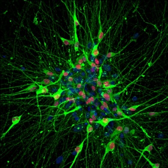 First serotonin neurons made from&hellip;