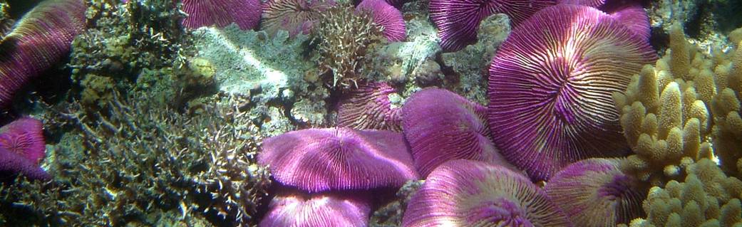 NASA’s CORAL Campaign Will Raise…