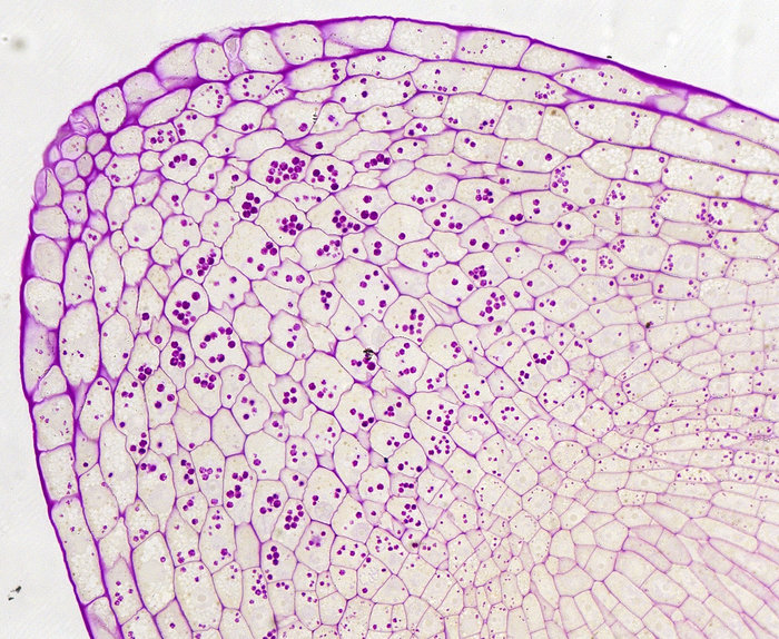 Plant gravity node full image 2