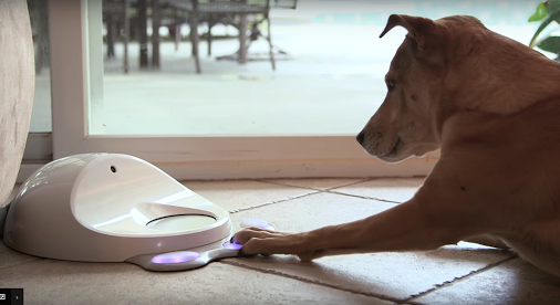 Videogame console for dogs to hit CES