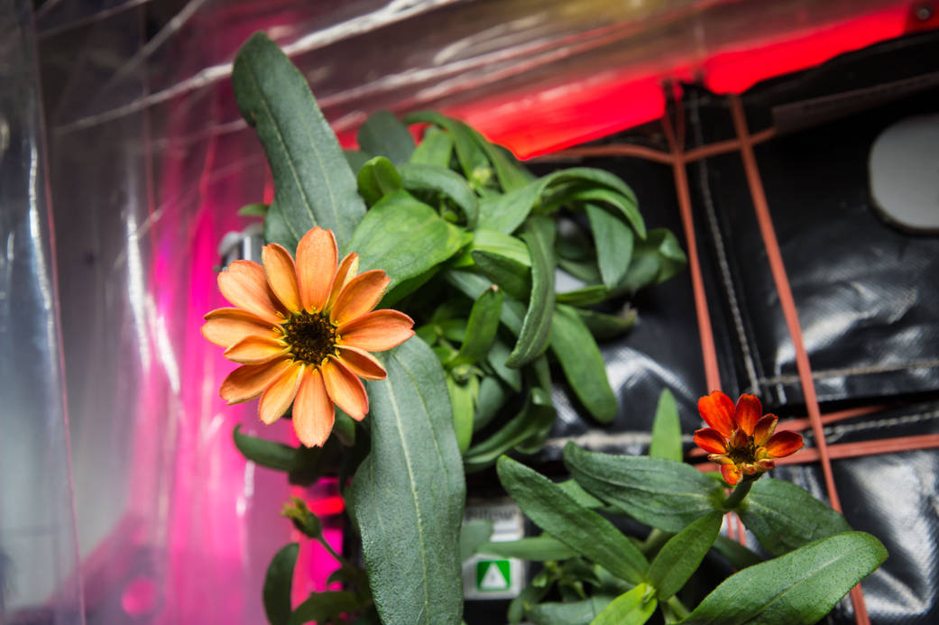 First Flower Grown in Space…