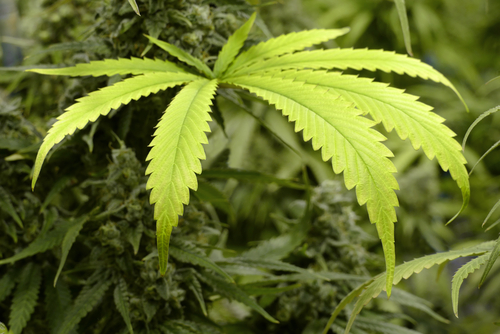 Cannabis-based Drug Shows Promise for…