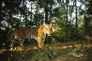 Tiger population recovering in Southeast Asia