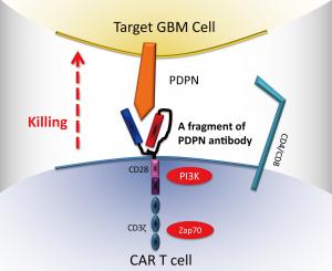 Genetically Engineered Immune Cell Therapy&hellip;