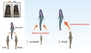 Research Team Sheds Light on “Rightie” or “Leftie” Behavior in a Scale-eating Cichlid