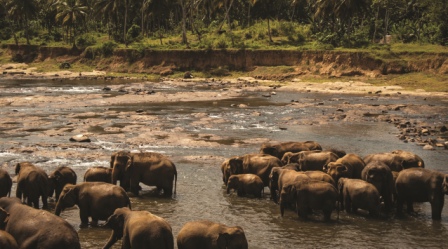 Where humans meet wildlife: managing&hellip;