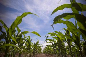 Improving biorefineries with bubbles