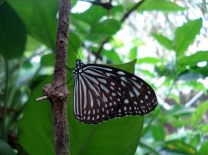 Can butterflies cope with city…