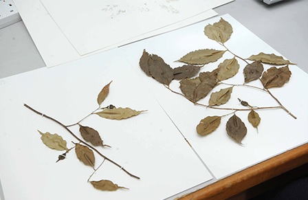 Researchers in Malaysia rediscover Aquilaria…