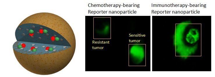 Fluorescent Nanoparticle Tracks Cancer Treatment’s Effectiveness in Hours