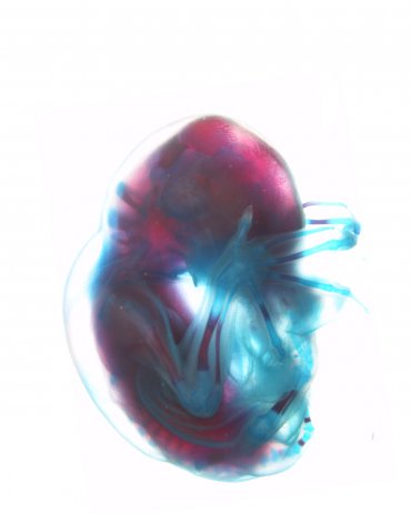 Researchers Learn How The Bat…