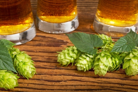 Beer Hops May Influence Next Generation of Medicine