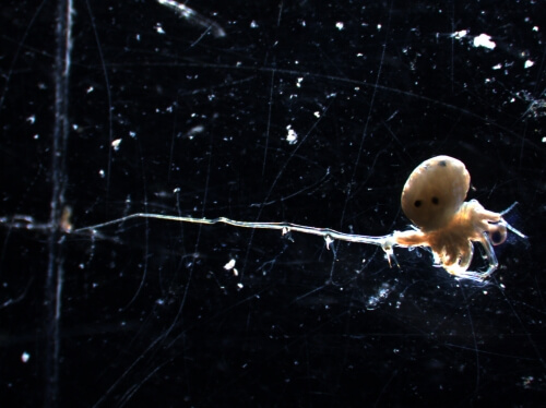 UW scientists say invasive species…