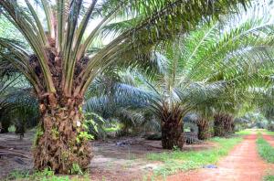 Converting palm oil wastes into…