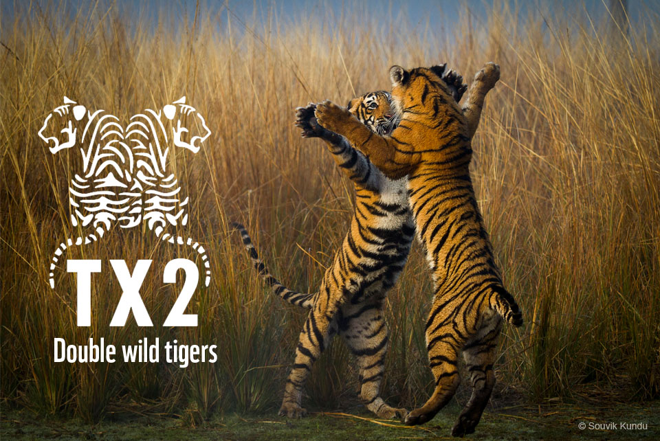 WILD TIGER NUMBERS INCREASE TO&hellip;