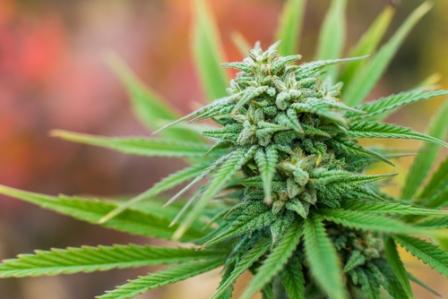 Arena’s Cannabis Pain Drug Has…