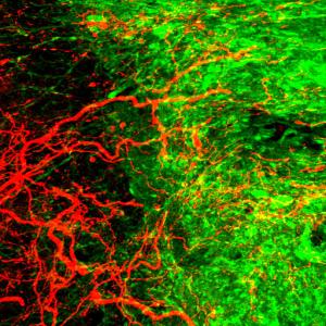 New hope for spinal cord…