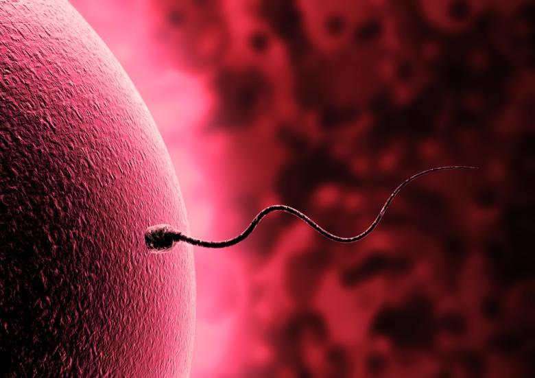 7 Little-Known Facts About Sperm For Men’s Health