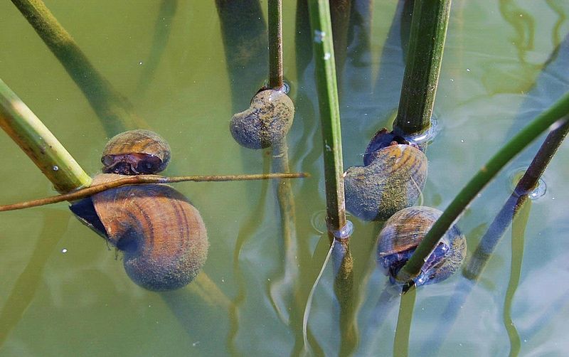 Catching rice-invading snails in the act