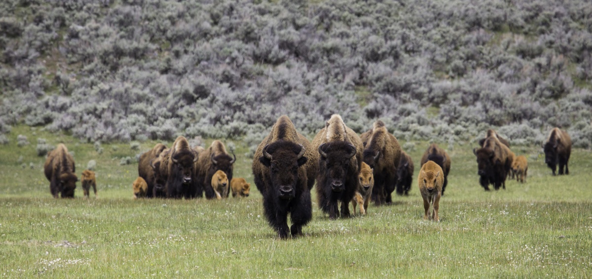 Facts About The American Bison