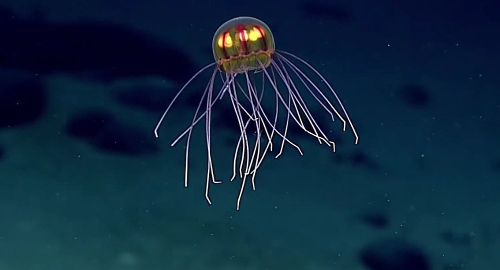 Bizarre ‘Alien’ Creature Found Miles Undersea