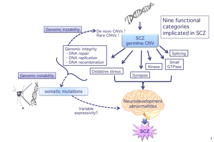 Analysis of Genetic Repeats Suggests…
