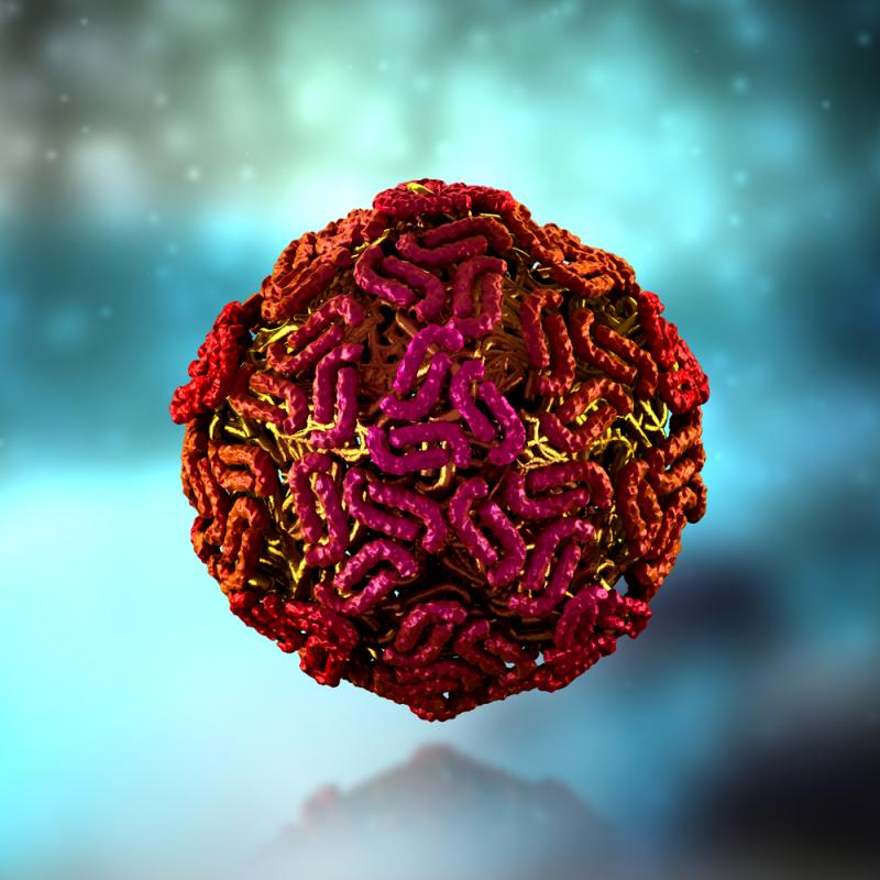 Scientists Discover How West Nile…